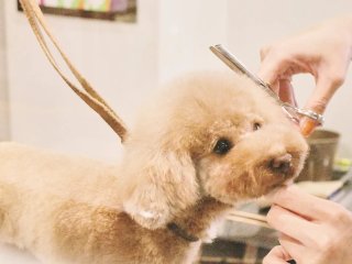 動物 ペット 大学 動物 植物 農業 バイオの仕事 ベスト進学ネット