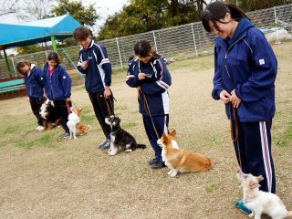 つくば国際ペット専門学校 特徴や雰囲気 わが校のココが一番 ベスト進学ネット つくば国際ペット専門学校 特徴や雰囲気 わが校のココが一番 ベスト進学ネット