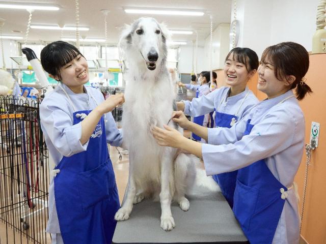 大阪ペピイ動物看護専門学校 特徴や雰囲気 わが校のココが一番 ベスト進学ネット 大阪ペピイ動物看護専門学校 特徴や雰囲気 わが校のココが一番 ベスト進学ネット