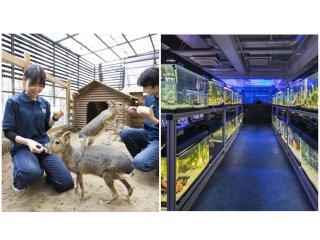 大阪eco動物海洋専門学校 特徴や雰囲気 わが校のココが一番 ベスト進学ネット 大阪eco動物海洋専門学校 特徴や雰囲気 わが校のココが一番 ベスト進学ネット