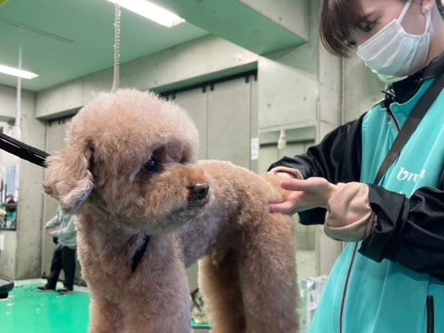 神戸ブレーメン動物専門学校 学校案内 資料請求はコチラ ベスト進学ネット 神戸ブレーメン動物専門学校 学校案内 資料請求はコチラ ベスト進学ネット