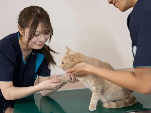 中央動物看護専門学校 学校案内 資料請求はコチラ ベスト進学ネット