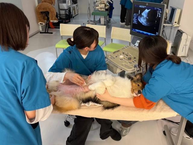 神戸ブレーメン動物専門学校 学校案内 資料請求はコチラ ベスト進学ネット 神戸ブレーメン動物専門学校 学校案内 資料請求はコチラ ベスト進学ネット