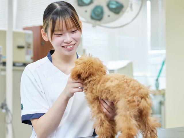 大宮国際動物専門学校 学校案内 資料請求はコチラ ベスト進学ネット 大宮国際動物専門学校 学校案内 資料請求はコチラ ベスト進学ネット