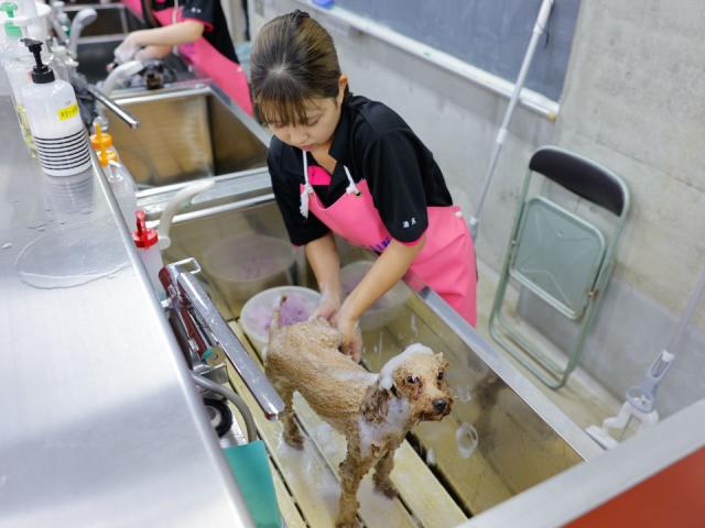 専門学校ちば愛犬動物フラワー学園 みんなの感想 評判 口コミ ベスト進学ネット 専門学校ちば愛犬動物フラワー学園 みんなの感想 評判 口コミ ベスト進学ネット
